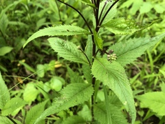 Iodanthus pinnatifidus