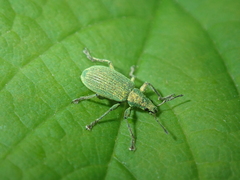 Polydrusus planifrons