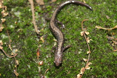 Plethodon hubrichti