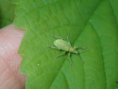 Polydrusus planifrons