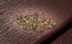 Gymnoscelis lophopus