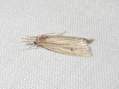 Eoreuma densellus