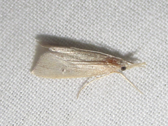 Eoreuma densellus