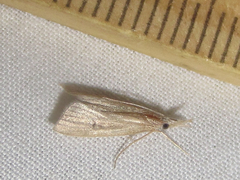 Eoreuma densellus
