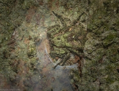 Stephanopis carcinoides