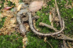 Plethodon hubrichti