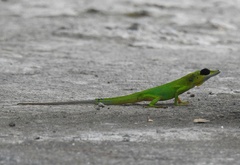 Anolis trinitatis