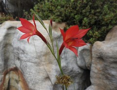 Gladiolus priorii