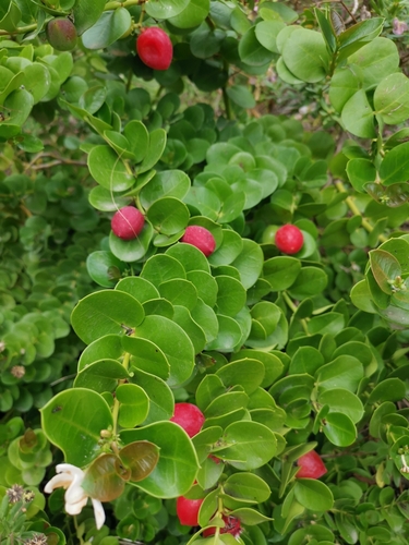Carissa macrocarpa