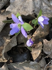 Hepatica acutiloba