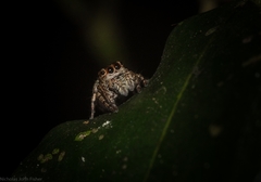 Euryattus bleekeri