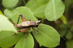 Loxoblemmus appendicularis