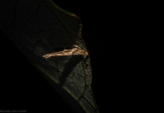 Pyroderces terminella