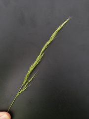 Limnodea arkansana