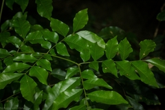 Pararchidendron pruinosum