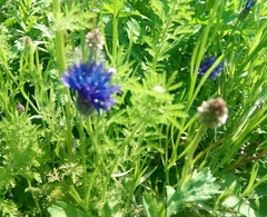 Centaurea cyanus