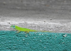 Anolis trinitatis