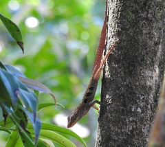 Anolis oculatus