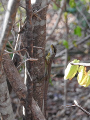Anolis richardii