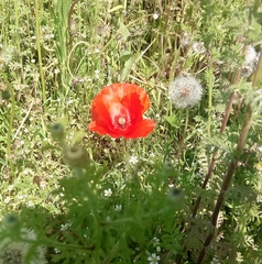 Papaver rhoeas
