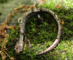 Plethodon hubrichti