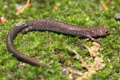 Plethodon hubrichti