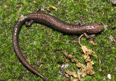 Plethodon hubrichti