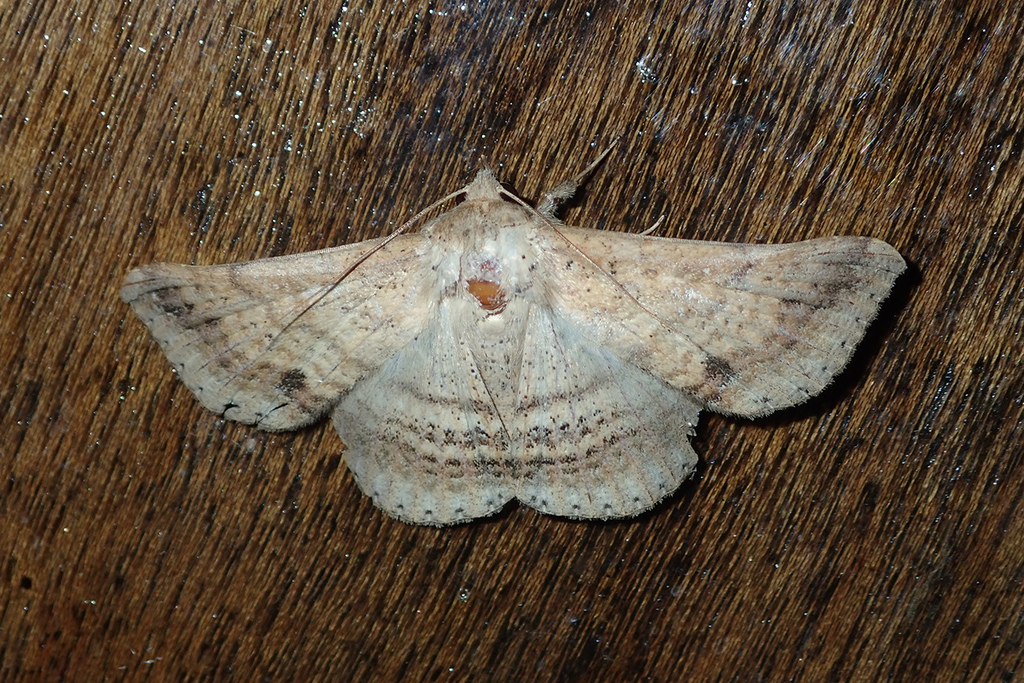 Ericeia rectifascia