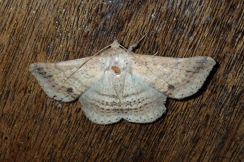 Ericeia rectifascia