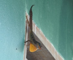 Anolis oculatus