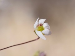 Nemacladus secundiflorus robbinsii