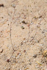 Nemacladus secundiflorus robbinsii