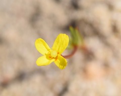 Camissonia contorta