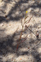 Camissonia contorta