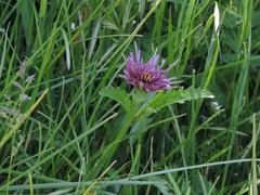 Tragopogon eriospermus