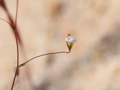 Nemacladus secundiflorus robbinsii