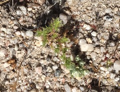 Lastarriaea coriacea