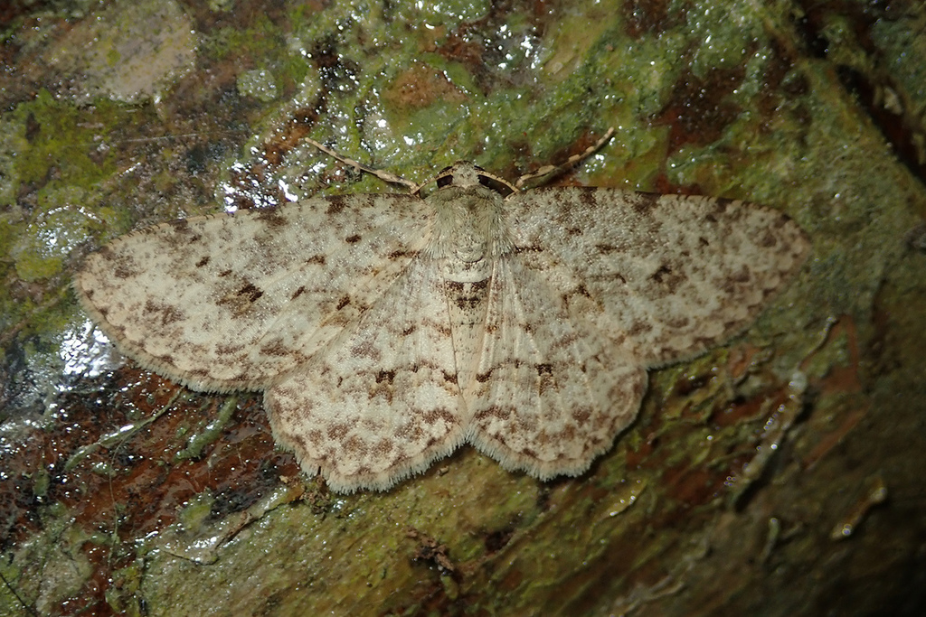Ectropis longiscapia