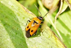 Deraeocoris punctum