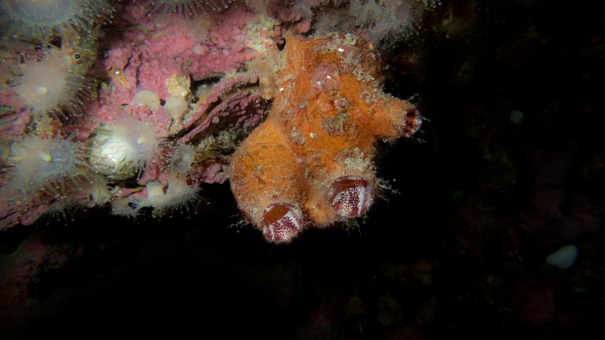 Asterocarpa humilis (Heller, 1878)