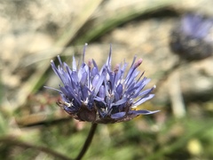 Jasione laevis