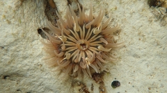 Parabunodactis imperfecta