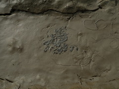 Fejervarya limnocharis