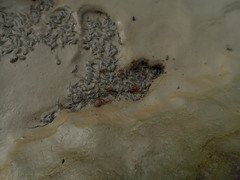 Fejervarya limnocharis