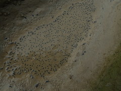 Fejervarya limnocharis