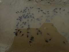 Fejervarya limnocharis