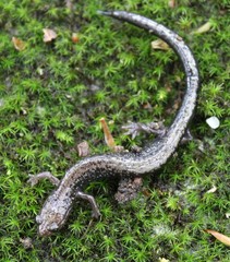 Plethodon hubrichti