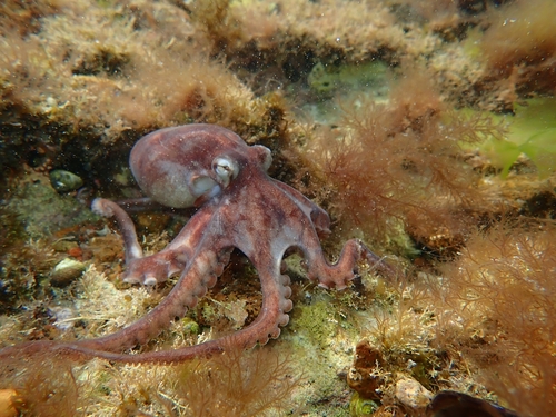 Tehuelche Octopus (Octopus tehuelchus) · iNaturalist