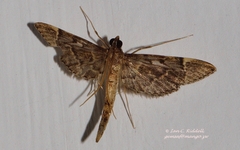 Duponchelia lanceolalis