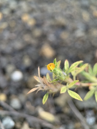 Stylosanthes sympodialis observed 2021-07-30